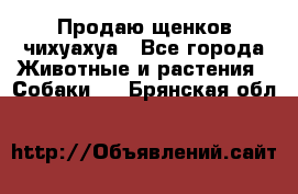 Продаю щенков чихуахуа - Все города Животные и растения » Собаки   . Брянская обл.